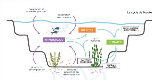 Comment mieux contrôler les algues filamenteuses Aquiflor Jardinerie Aquatique