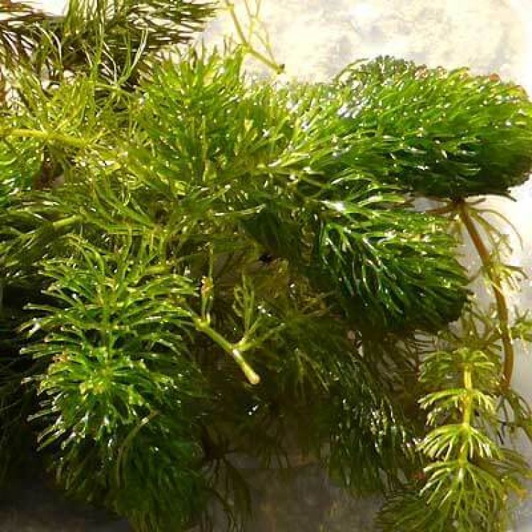 Plante immergée algue aquatique h21