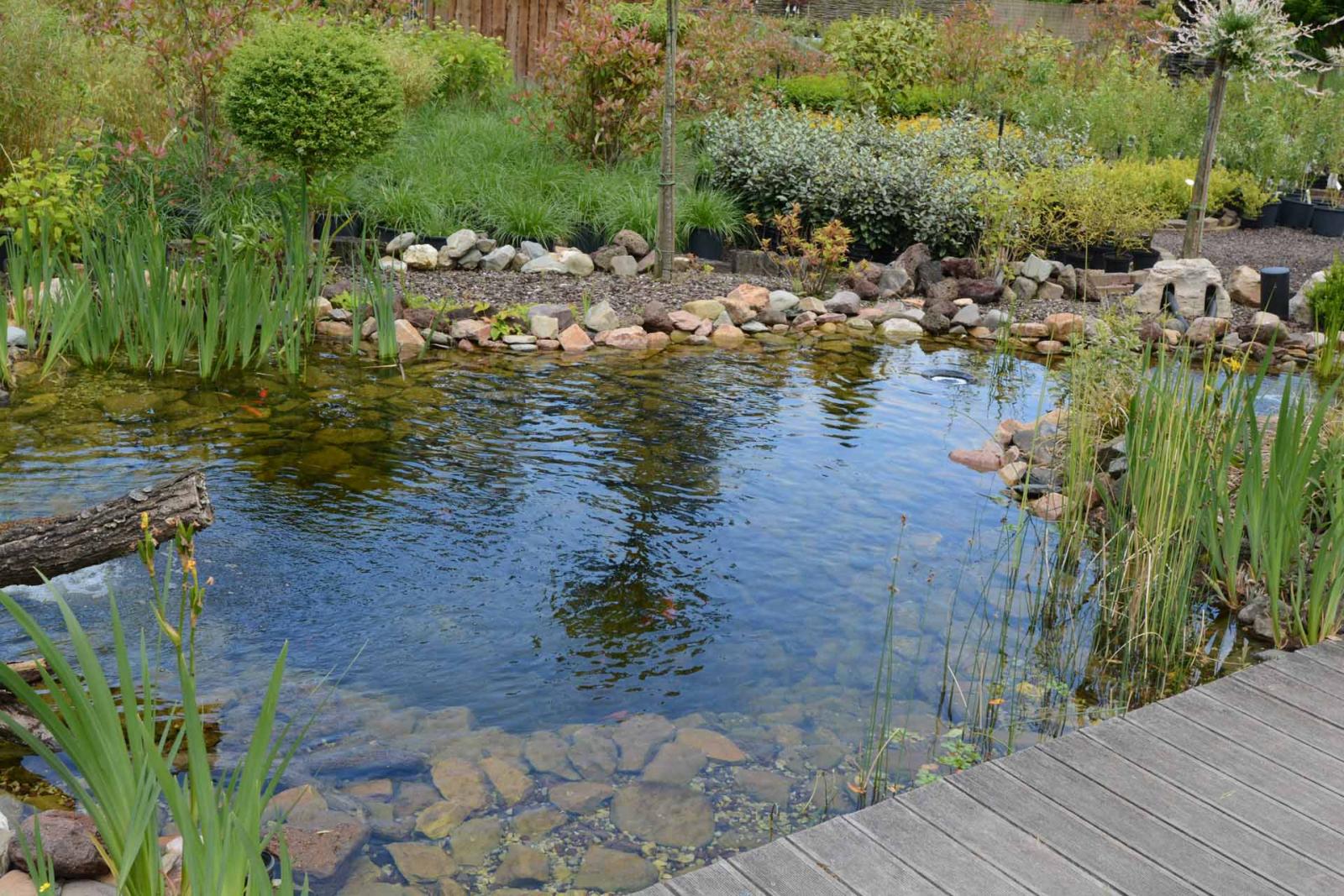 Que faire contre l'eau verte dans votre bassin ? - Jardinet - Équipez votre  jardin au meilleur prix
