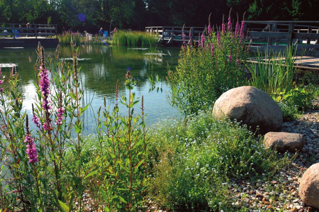 Conseils pour aménager les bords de son étang de jardin.