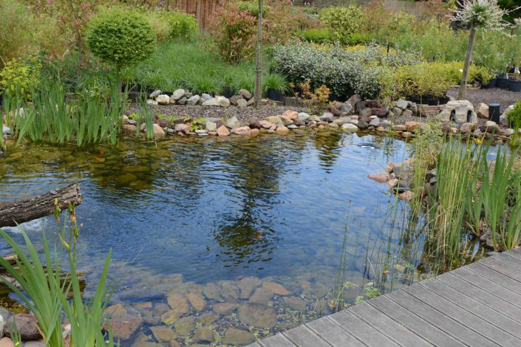 Quel est le pH idéal dans un étang? > Aquiflor - Jardinerie Aquatique