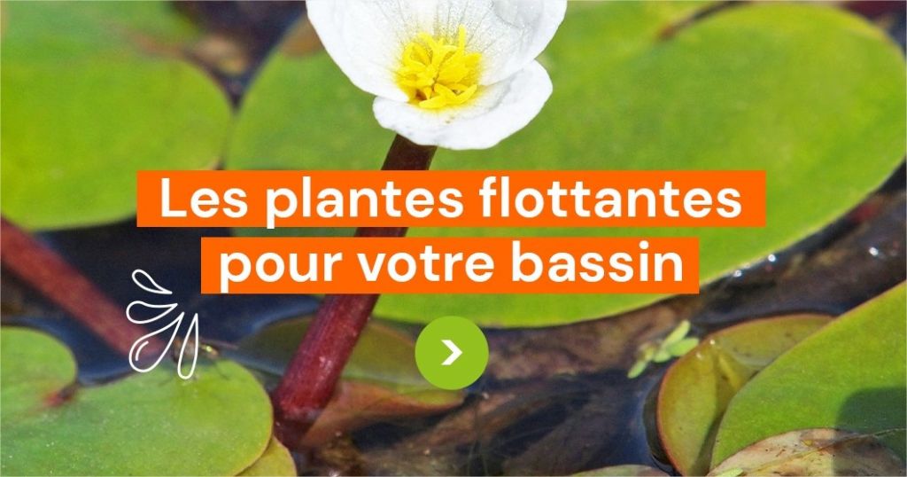 Plantes flottantes de bassin