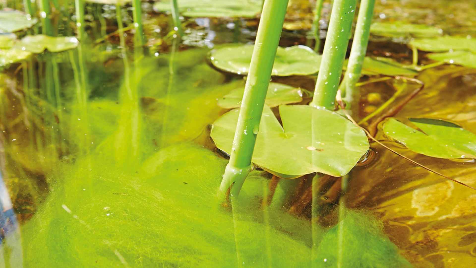 ZOLUX ResiFilt'CleanWater 1L absorbe les nitrates et réduits les algues en  aquarium d'eau douce et eau de mer - Masses et Mousses universelles/Masses  filtrantes Actizoo -  - Aquariophilie