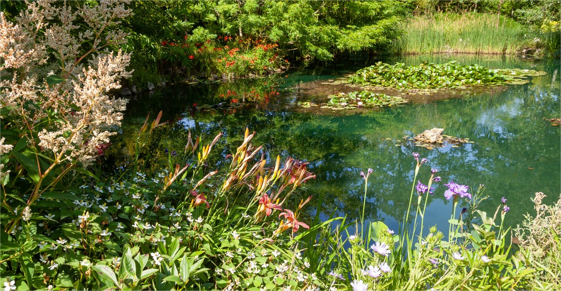 Iris des Jardins blanc-jaune - Le pot de 9 x 9 cm : Plantes vivaces  Botanic® jardin - botanic®