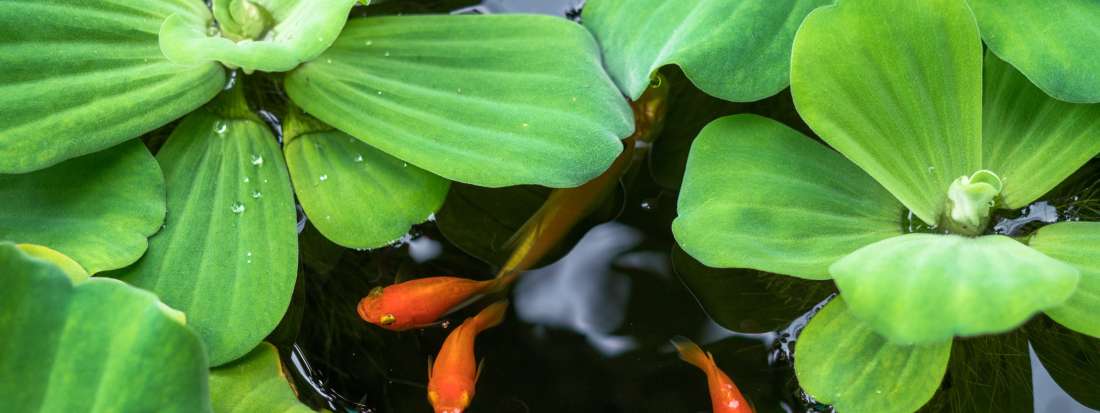 plante aquatique Nénuphar Attraction - Expert Bassin - Expert Bassin