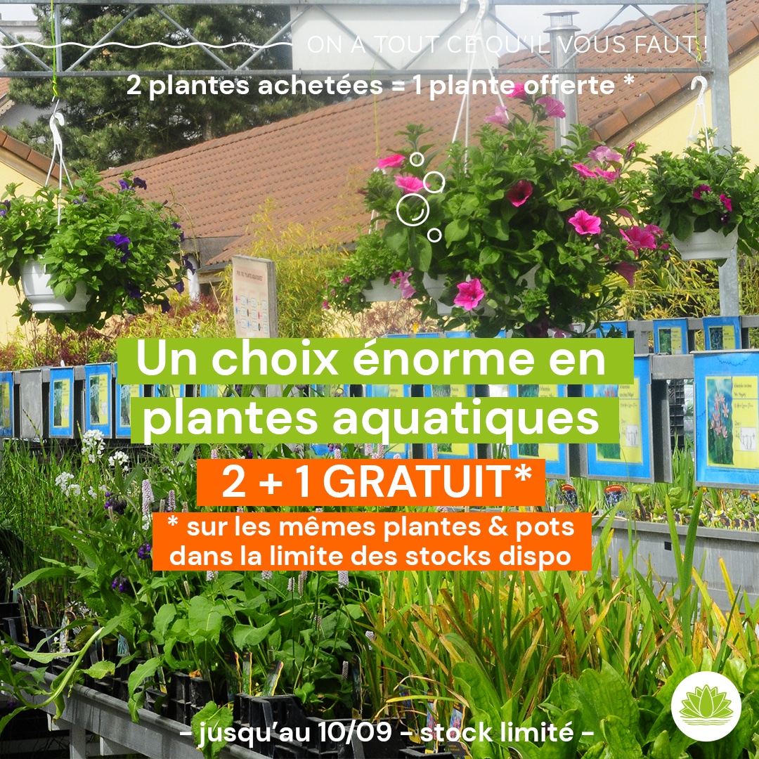 Plantes > Aquiflor - Jardinerie Aquatique