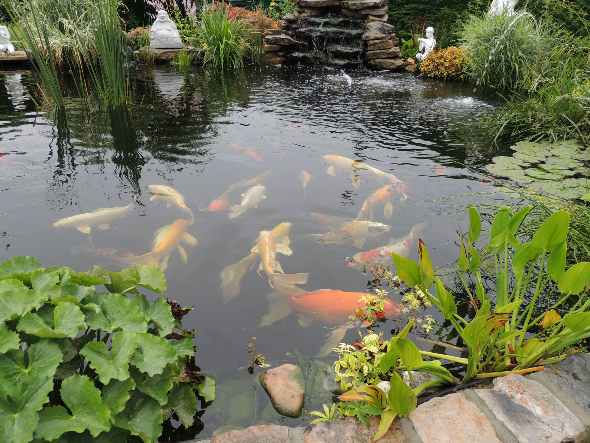 Les meilleurs bassins à poissons pour le jardin - Le Parisien