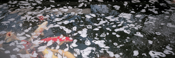 Comment Retirer La Mousse Blanche Sur Mon Etang Aquiflor Jardinerie Aquatique